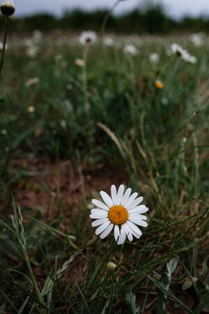 White Chamomile in the field, spring mood. Idea and concept of happiness, smile and summerの写真素材