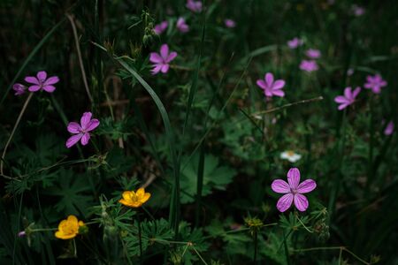Trail in a forest with violets all around , relax in a natural park. Dawn sunlight coming through the misty trees. purple flowers by the roadの写真素材