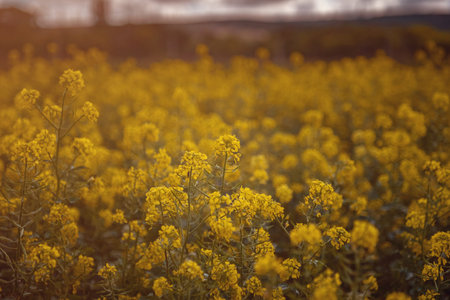 Field of rapeseed, canola or colza. Rapeseed is plant for green energy and green industry, golden...