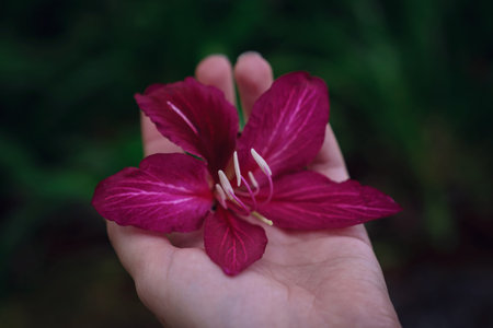 beautiful exotic flower in a female hand on a background of green gardenの写真素材