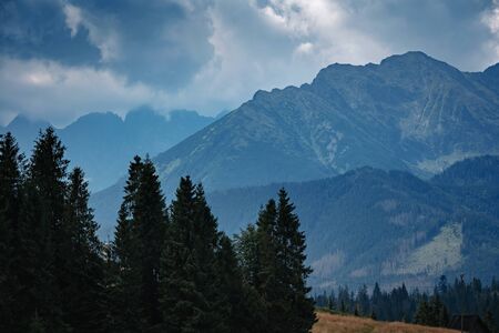 Forested mountain slope in low lying cloud with the evergreen conifers shrouded in mist in a scenic landscape view. Tatra Mountains, Polandの写真素材