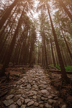 stone road in a coniferous forest in the mountains. Path in deep pine forest. Tatra mountains. Poland. ourney through the Carpathian forests and mountainsの写真素材