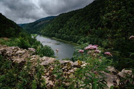 Misty River Through a green Forest in summer. Beautiful natural scenery of river , travel conceptの写真素材
