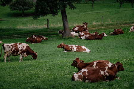 Cows grazing in tyrol alps on the mountains milk cheese advertisement. in the canton of Berne,...