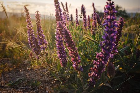 beautiful wild purple flowers at sunset, close up. Spring farm field landscape. Floral background.の写真素材
