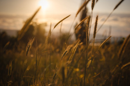 grass spikelets in the field, close up. Golden grass sunset on yellow background. Sunset light....