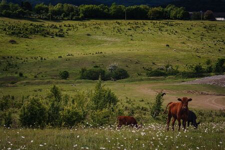 Young calves eat fresh green grass on the slopes near the farm. Spring field landscape. Rural scenery.の写真素材