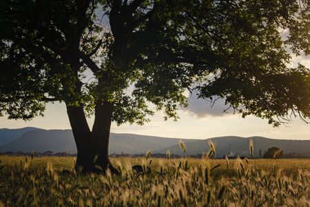 lonely old oak in a field at spring sunset. Outdoor landscape. Sunset light.の写真素材
