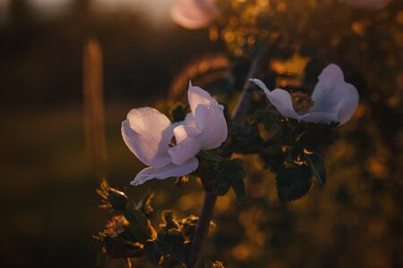 rosehip flowers at sunset in the field, close up. Rustic briar flower with Green leaf and bush. Summer nature garden.の写真素材