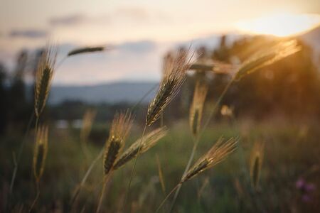 grass spikelets in the field, close up. Golden grass sunset on yellow background. Sunset light. Nature in summer.の写真素材