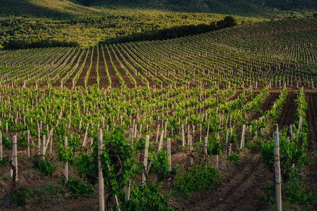 green spring vineyards landscape and vines in cloudy weather. royal vineyard. Wine farm at sunset in vintage style.の写真素材