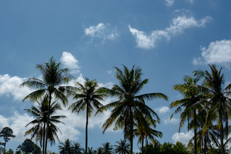 Palm trees on blue sky background, vintage look style. beautiful tropical background.