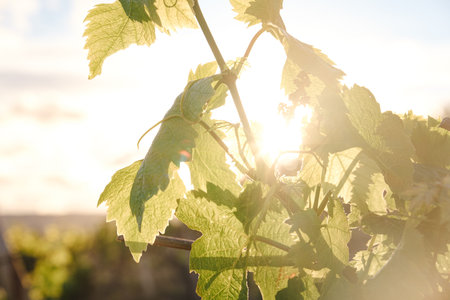 green spring vineyards landscape and vines in cloudy weather. royal vineyard. Wine farm at sunset in...