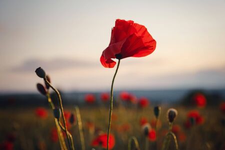 beautiful wild poppies in the field, close up. Rural scenery. Spring farm field landscape. Sunset light.の写真素材