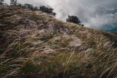 feather grass on the slopes of the summer mountains. beautiful dramatic sky with clouds. High hills....