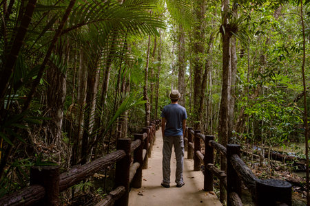 male tourist on a trail in a rainforest. view from the back. Hipster guy. Male traveler walking on...