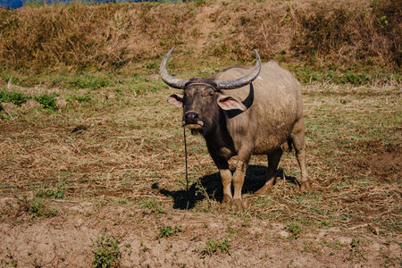 Thailand buffalo eating grass with birds, countryside Thailand, Pai, Chiang Mai Province