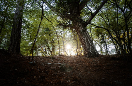 The magic of the summer forest at sunset. warm rays of sun, details and atmosphere of the golden...