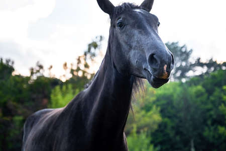 black horse grazing on pasture at sundown in orange sunny beams. close-up horse funny faceの写真素材