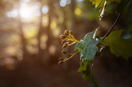 The magic of the summer forest at sunset. warm rays of sun, details and atmosphere of the golden hourの写真素材