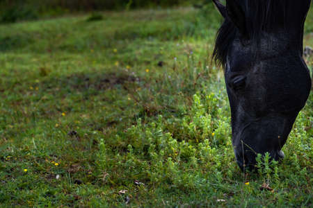 black horse grazing on pasture at sundown in orange sunny beams. Beauty world. beautiful warm sunlight rays.の写真素材