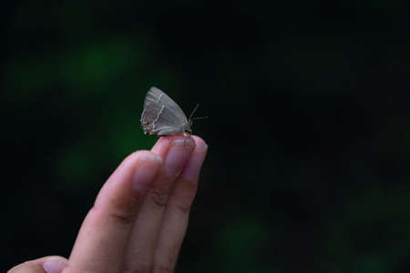Butterfly sits on a woman hand. Blue, fragile butterfly wings on woman fingers create harmony of nature, beauty magic close-up. Macro.の写真素材