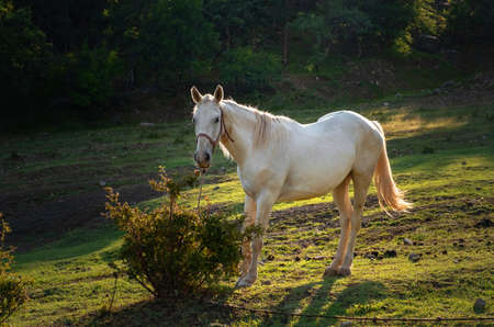 white horse grazing on pasture at sundown in orange sunny beams. Beauty world. beautiful warm sunlight rays.の写真素材