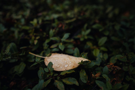 Close up image of orange autumn leaves at soft light. vintage look, Autumn colorful background