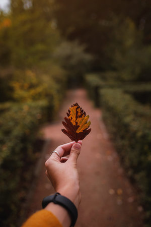 Female Hand holding a yellow leaf in the middle of a road in forest surrounded by the autumn trees....
