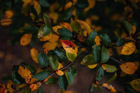 Close up image of orange autumn leaves at soft light. vintage look, Autumn colorful background