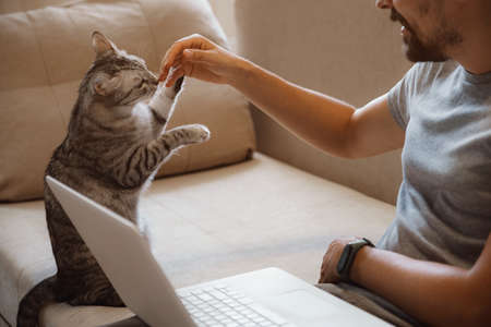 Young attractive smiling guy is browsing at his laptop, sitting at home on the cozy beige sofa at home, wearing casual outfit with his pet - gray cute catの写真素材