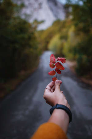 Female Hand holding a red leaf in the middle of a road in forest surrounded by the autumn trees. autumn warm backgroundの写真素材
