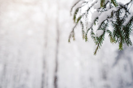 Pine trees are covered with snow on a frosty evening. Beautiful winter photoの写真素材