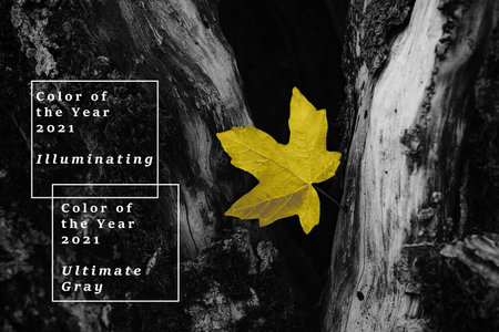 Trend of the year 2021. Wallpaper. yellow and gray leaves in forest
