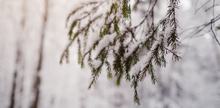 Pine trees are covered with snow on a frosty evening. Beautiful winter photoの写真素材