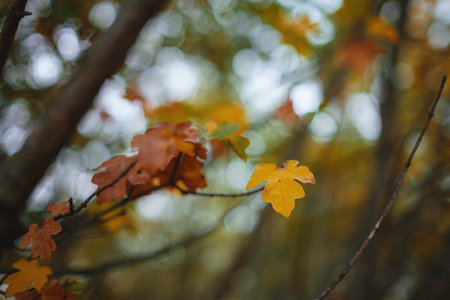 Close up image of orange autumn leaves at soft light. vintage look, Autumn colorful background