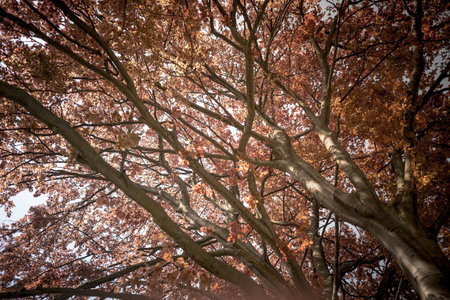 View in a tree crown from below on sunny spring day. Contrast of red leaves and blue sky