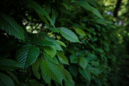 Green leaf texture. Leaf texture background. Close up of young leaves in a deciduous forestの写真素材