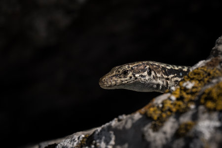 cute lizard taking sun on rock stone. idea and concept of the pristine natureの写真素材