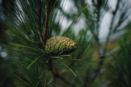 Young green cone of maritime pine. Commonly Known As The Maritime Pine Or Cluster Pineの写真素材