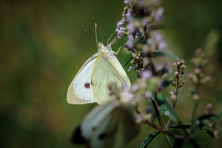 Beautiful butterfly on a blossom flower. Forest immediately after rain