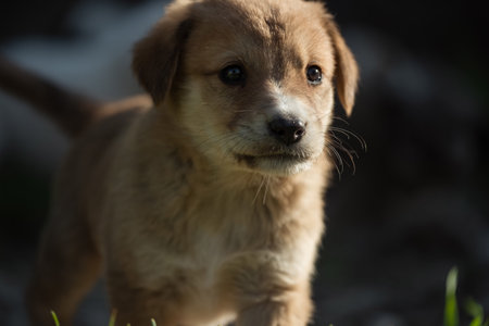 Portrait young dog playing in the meadow. Little Puppy of the Caucasian Sheepdog