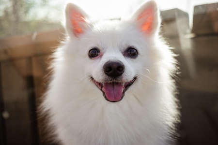 white spitz for a walk. Cute fluffy puppy of the German Spitz Pomeranian plays for a walk in nature.の写真素材