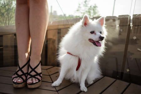 white spitz for a walk. Cute fluffy puppy of the German Spitz Pomeranian plays for a walk in nature.の写真素材