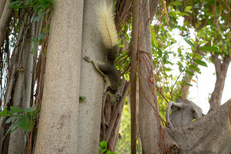 Beautiful morning light in public park with green grass field and green fresh tree plant at Vachirabenjatas Park Bangkok, Thailandの写真素材