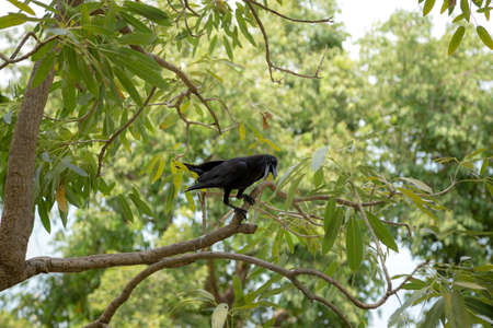 Beautiful morning light in public park with green grass field and green fresh tree plant at Vachirabenjatas Park Bangkok, Thailandの写真素材