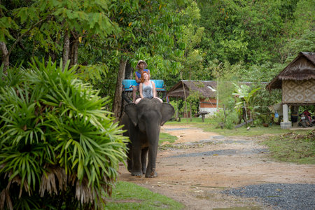 krabi, thailand - 31 March 2017; Guided walking on elephants is a favorite tourist attraction in Thailand. Beautiful green jungle after the rain. Asian natural scenery.のeditorial素材