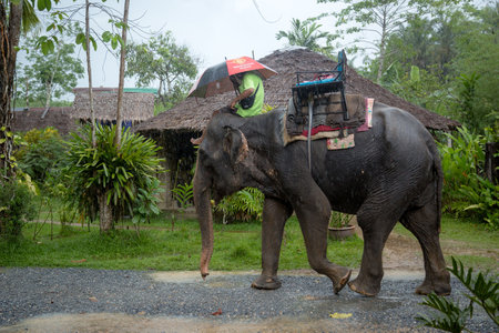 krabi, thailand - 31 March 2017; Guided walking on elephants is a favorite tourist attraction in Thailand. Beautiful green jungle after the rain. Asian natural scenery.のeditorial素材
