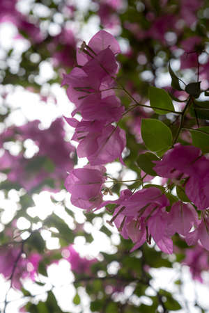 magenta papers flowers and lake in public park and skyscraper in heart of bangkok thailand capitalの写真素材