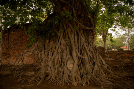Old Beautiful Thai Temple wat Mahathat, Ayutthaya Historical Park, Ayutthaya, Thailand. Buddha head overgrown by fig tree in Wat Mahathat.の写真素材